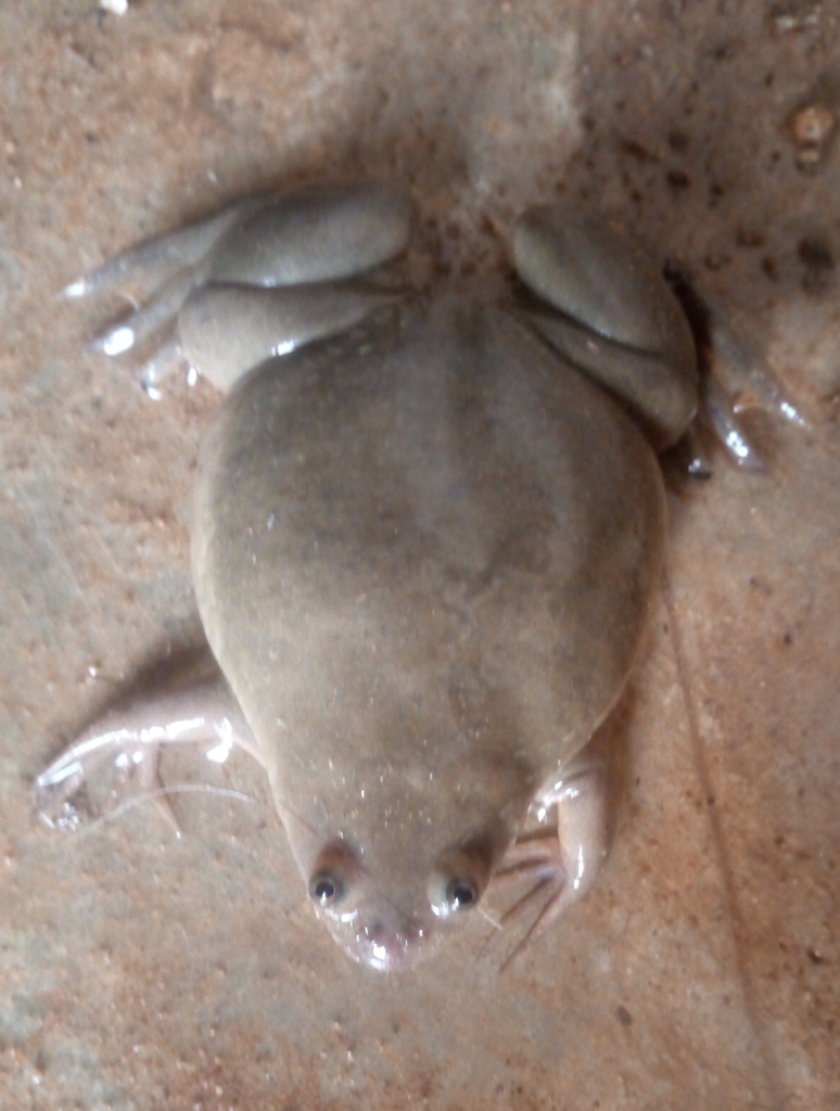 Fischberg's Clawed Frog