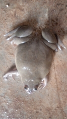 Xenopus fischbergi