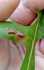 Macrodiplosis majalis