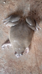 Xenopus fischbergi
