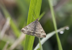 Pyrausta despicata