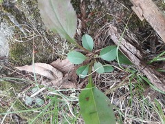 Solidago arguta
