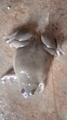 Xenopus fischbergi