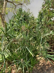 Cyperus textilis