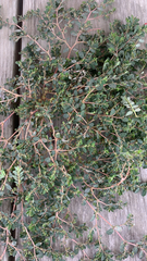 Euphorbia prostrata