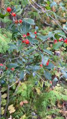 Ilex