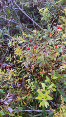 Rosa palustris