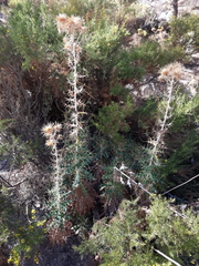 Ptilostemon hispanicus