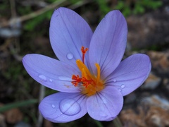 Crocus