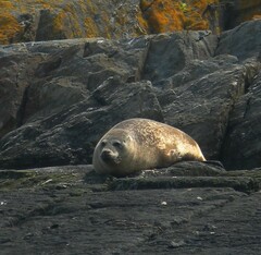 Phoca vitulina vitulina