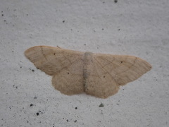 Idaea straminata