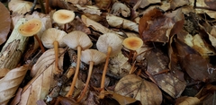 Collybia