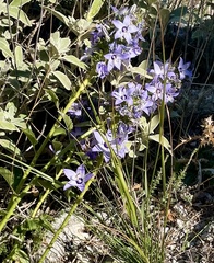 Campanula versicolor