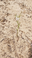 Polygonella articulata