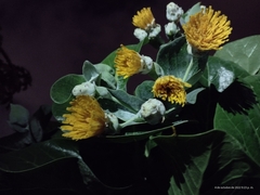 Dendroseris litoralis