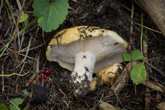 Lactarius scrobiculatus