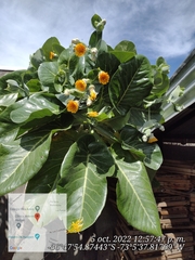 Dendroseris litoralis