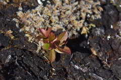 Vaccinium cespitosum