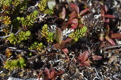 Vaccinium cespitosum