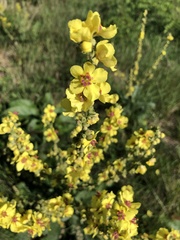 Verbascum chaixii
