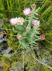 Phaenocoma prolifera