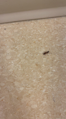 Camponotus americanus