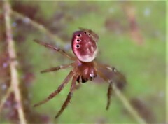 Araniella displicata