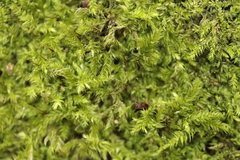 Brachythecium rutabulum