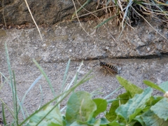 Vespula germanica