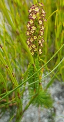 Microdon dubius