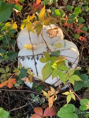 Calvatia