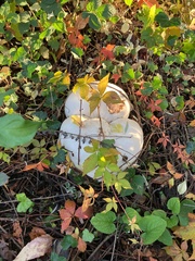 Calvatia