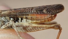 Chorthippus biguttulus biguttulus