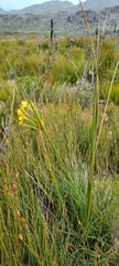 Bobartia longicyma