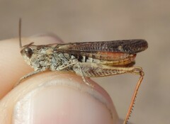 Chorthippus biguttulus biguttulus
