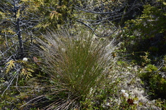 Trichophorum cespitosum