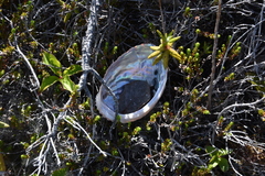 Haliotis kamtschatkana