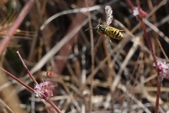 Vespula sulphurea