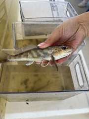 Menticirrhus americanus