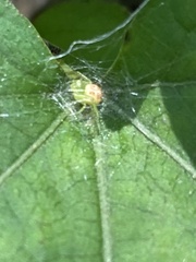 Diaea