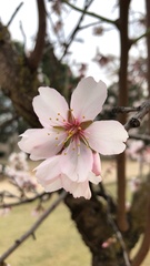 Prunus amygdalus