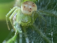 Diaea