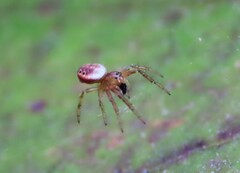 Araniella displicata
