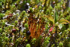 Tetraplodon mnioides