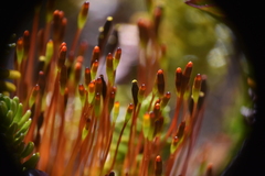 Tetraplodon mnioides