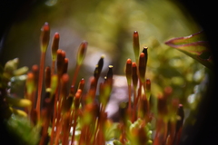 Tetraplodon mnioides