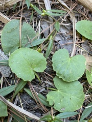 Centella erecta