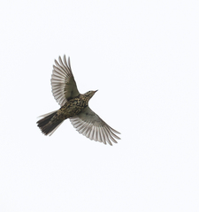 Mistle Thrush photo 6