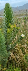 Osmitopsis asteriscoides