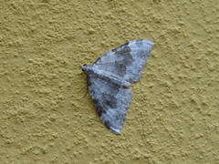 Larentiinae
